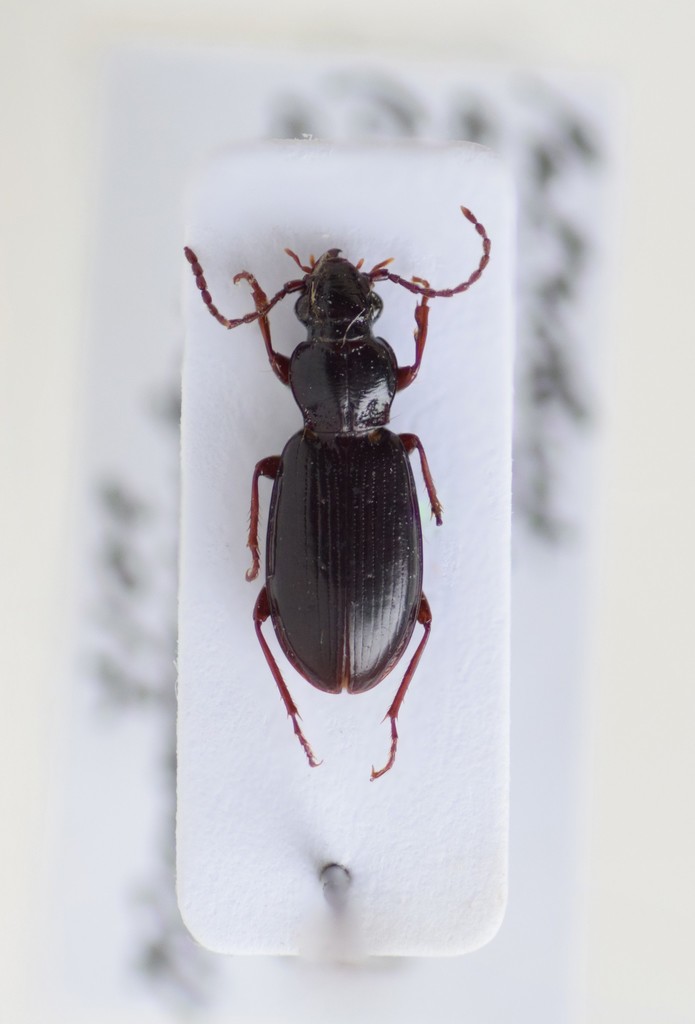 Patrobus assimilis