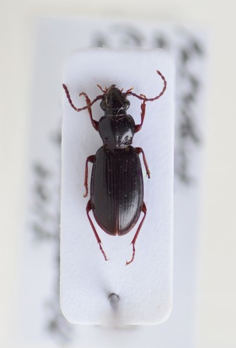 Patrobus assimilis
