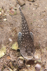 Genyagnus monopterygius