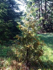 Gymnotelium blasdaleanum