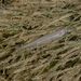New Zealand Common Smelt - Photo (c) lcolmer, some rights reserved (CC BY-NC), uploaded by lcolmer