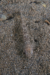 Favonigobius