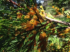 Gymnotelium blasdaleanum