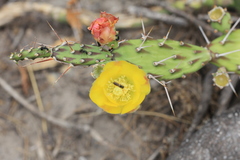 Opuntia anacantha