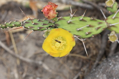 Opuntia anacantha