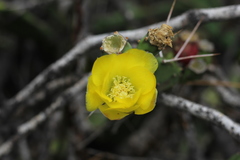 Opuntia anacantha