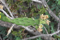 Opuntia anacantha