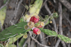 Opuntia anacantha