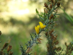 Ulex argenteus subsericeus