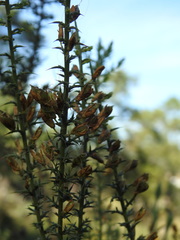 Ulex argenteus subsericeus