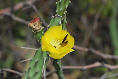 Opuntia anacantha