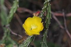 Opuntia anacantha