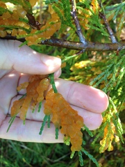 Gymnotelium blasdaleanum