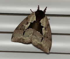 Dirphiopsis multicolor