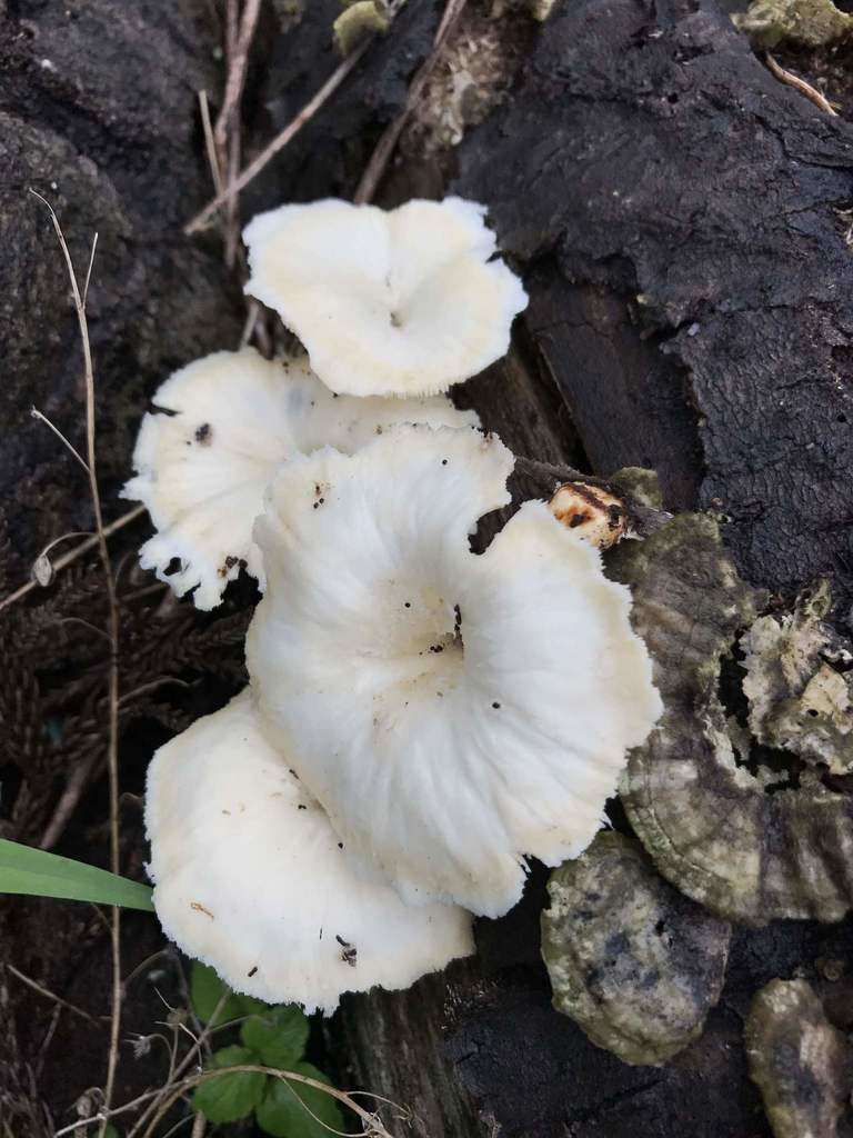 Lentinus squarrosulus · September 2017 · photo: © atsushi_nakajima_cirque (iNaturalist, cc-by)