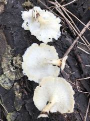 Lentinus squarrosulus