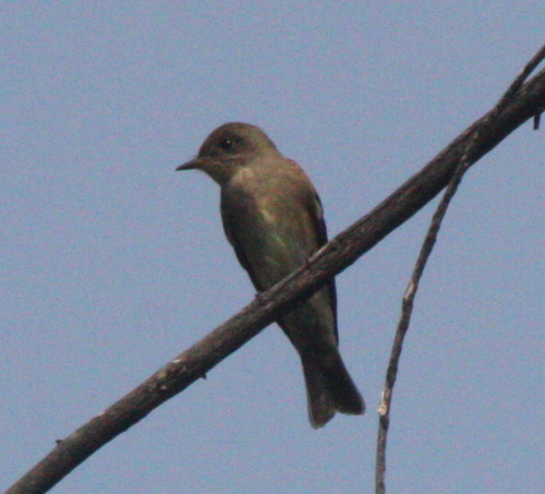 Contopus pertinax