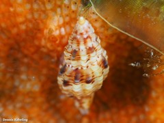 Leufroyia concinna