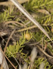 Cliococca selaginoides