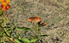 Danaus gilippus thersippus