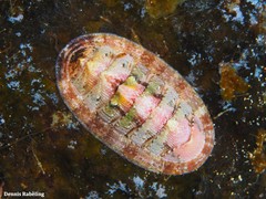 Rhyssoplax canariensis
