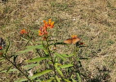 Danaus gilippus thersippus