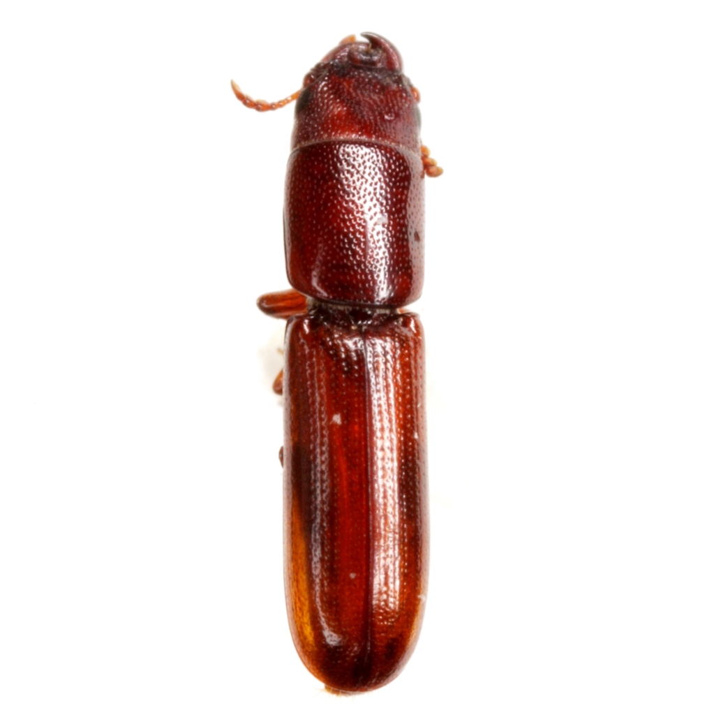 Airora aequalis