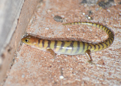 Eremiascincus richardsonii