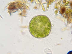 Acanthocystis