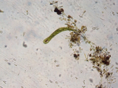 Lepocinclis helicoideus