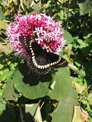 Papilio scamander grayi
