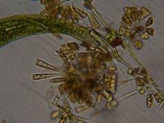 Lepocinclis helicoideus