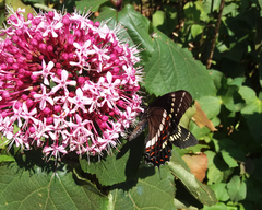 Papilio scamander grayi