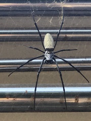 Trichonephila antipodiana