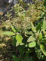 Pluchea carolinensis