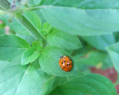 Harmonia axyridis