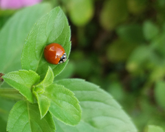 Coccinellidae