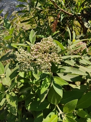 Pluchea carolinensis