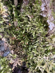 Brachythecium campestre