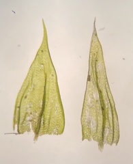 Brachythecium campestre