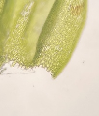 Brachythecium campestre