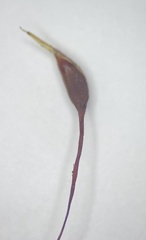 Brachythecium campestre