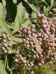 Pluchea carolinensis