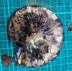 Lactarius uvidus
