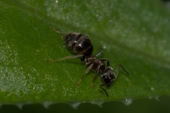 Lasius