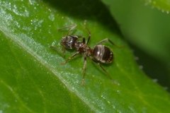 Lasius