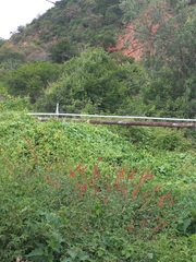 Salvia exserta