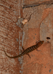 Eremiascincus richardsonii