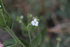 Caperonia cordata