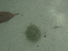Cassiopea frondosa